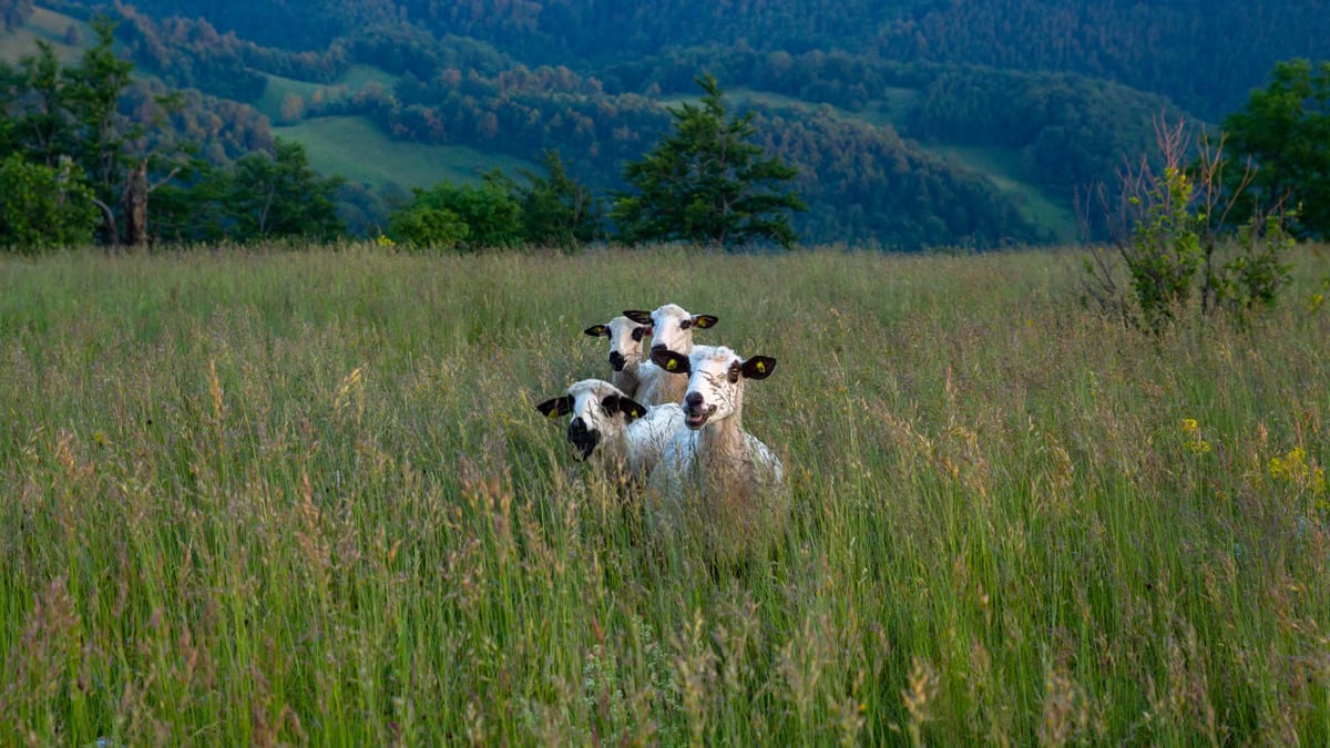 Serene scene of sheep grazing in lush meadow with scenic hills in Serbia.